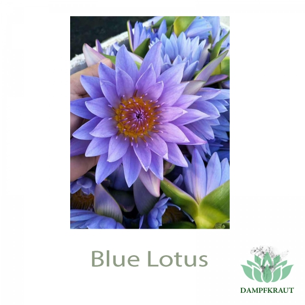 Blauer Lotus Blüten und Stempel 10 Gramm
